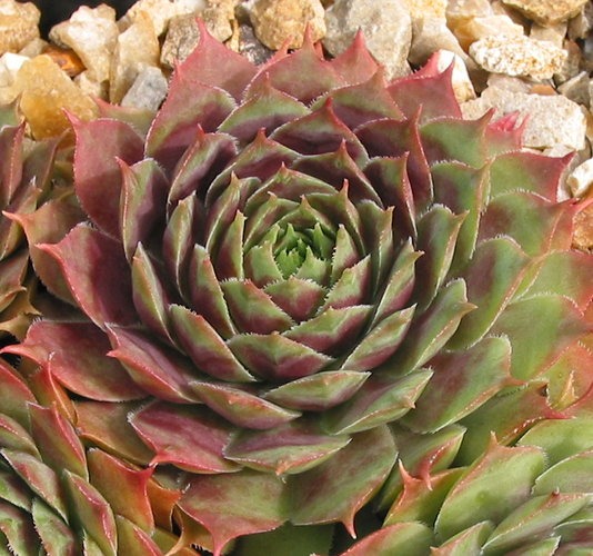 Zackenkrone