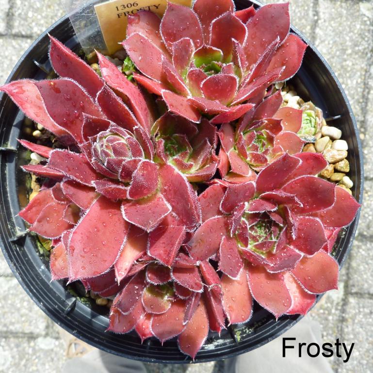 Frosty / Jovi