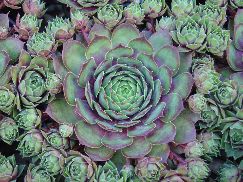 Mother of Many