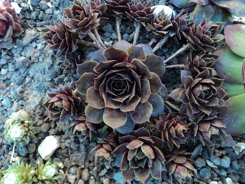 Mother of Many
