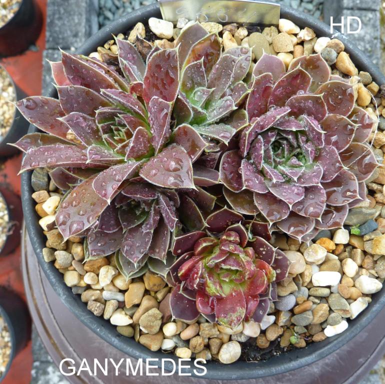 Ganymedes / Jovi