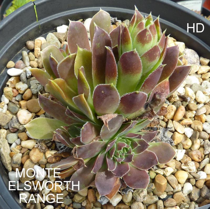 Monte Ellsworth Range / Jovi