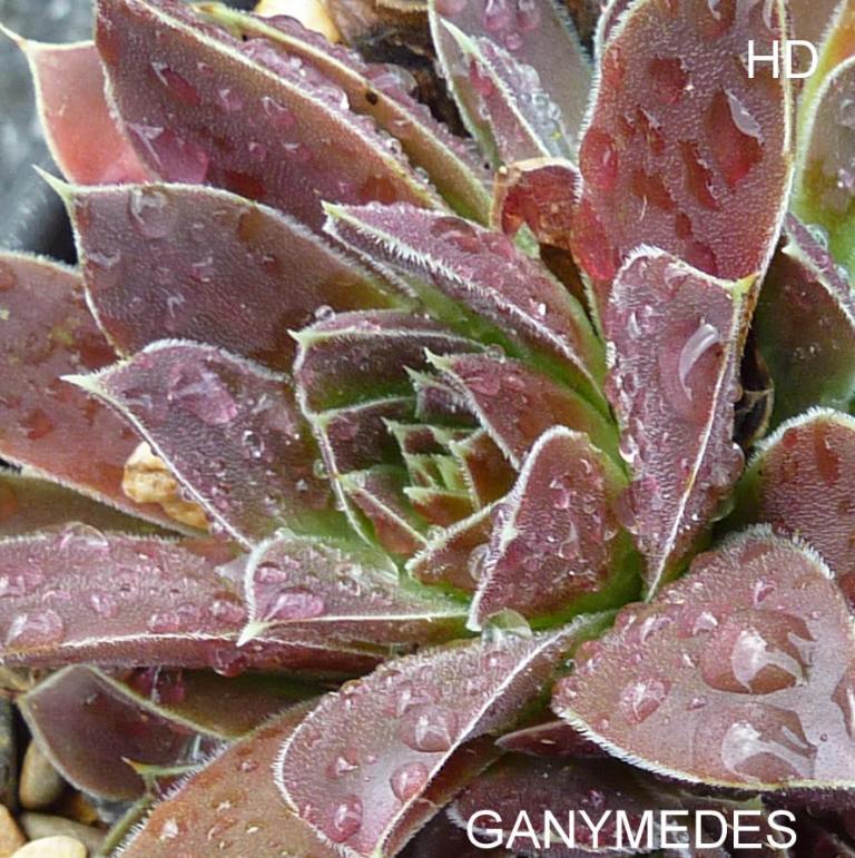 Ganymedes / Jovi