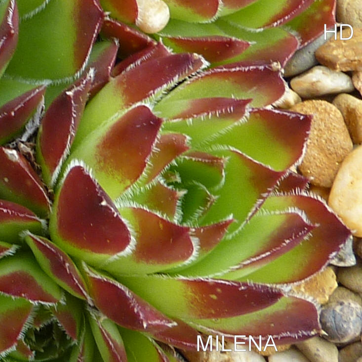 Milena / Jovi