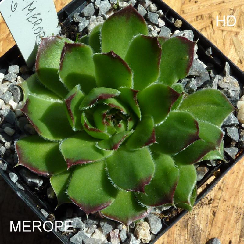 Merope / Jovi