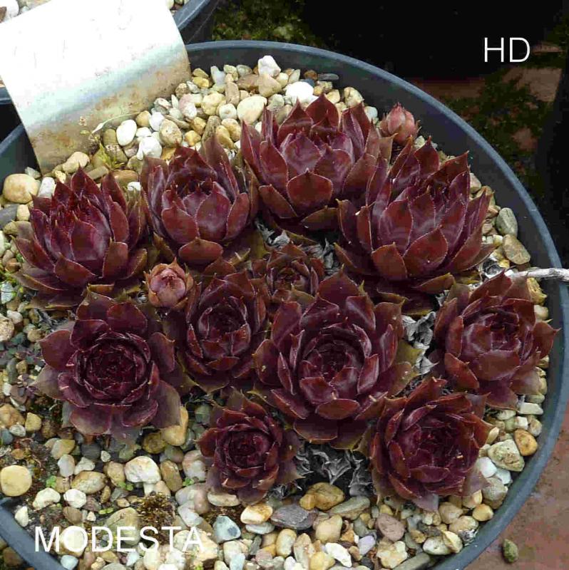 Modesta