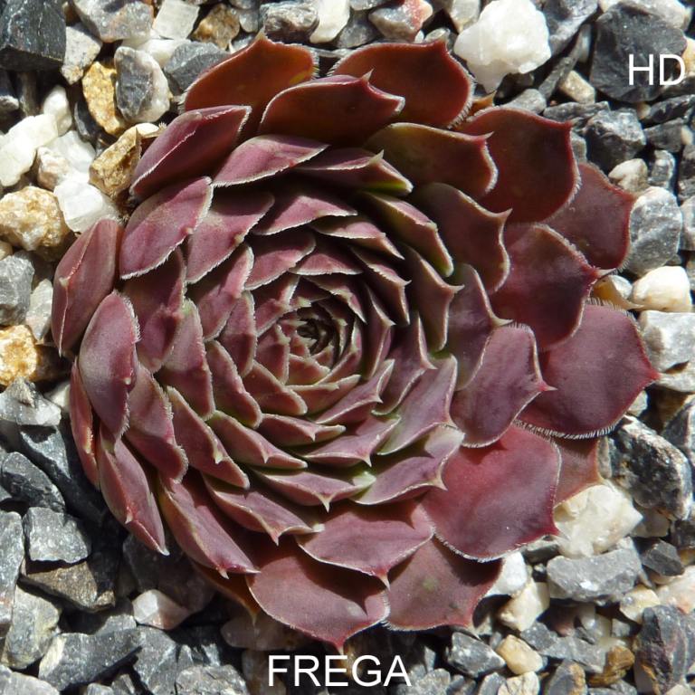 Frega / Jovi