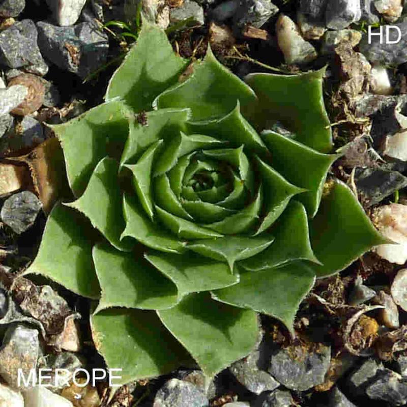 Merope / Jovi