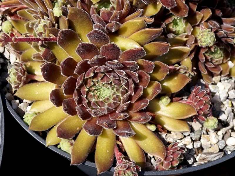 Cotopaxi ( II )