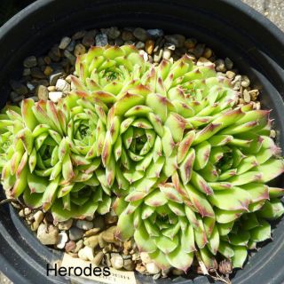 Herodes / Jovi