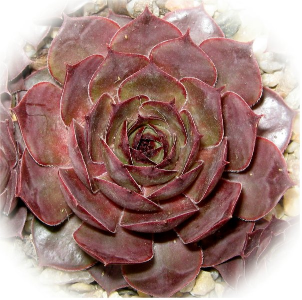 Donarrose