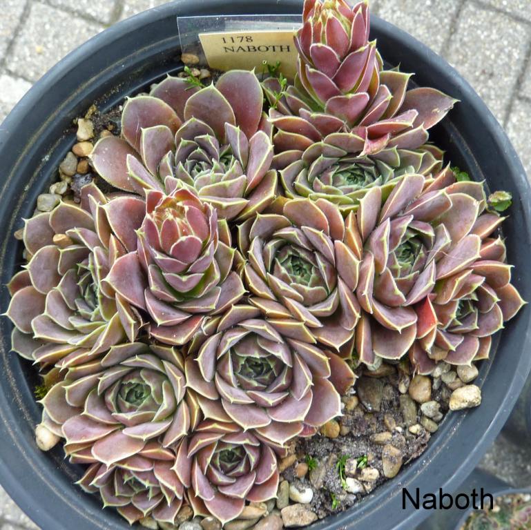 Naboth / Jovi