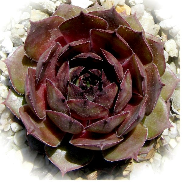 Donarrose