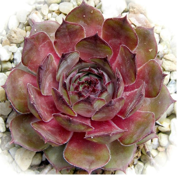 Donarrose