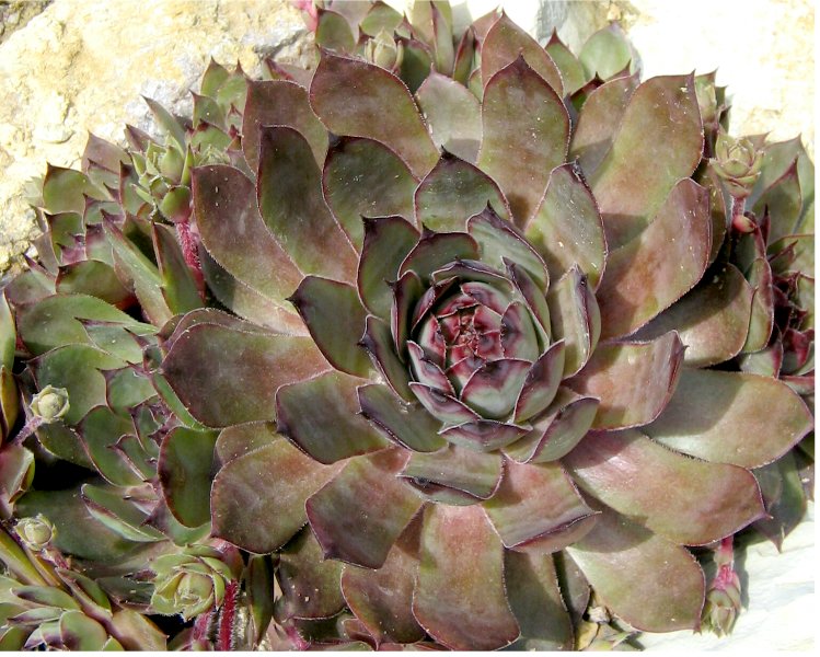 Donarrose
