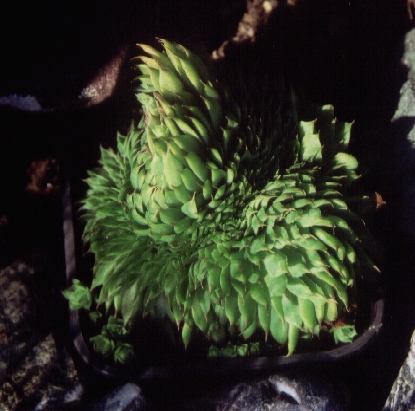 Hydra