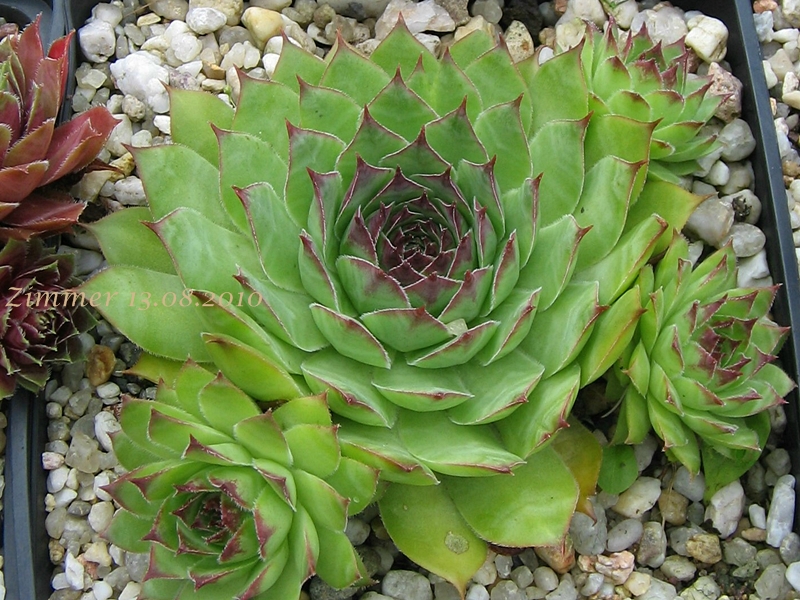 Niobe