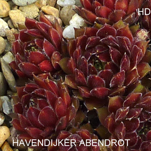 Havendijker Abendrot