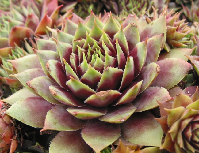Hall's Variety
