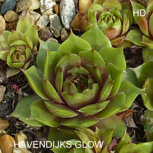 Havendijks Glow