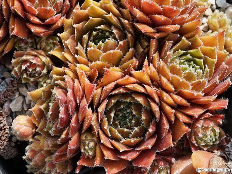 Obaldina