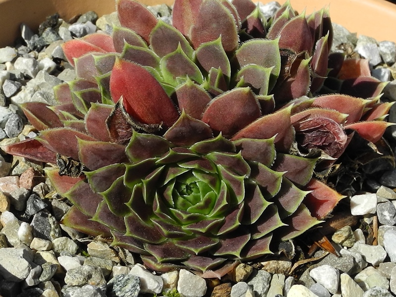 Neanias / Jovi