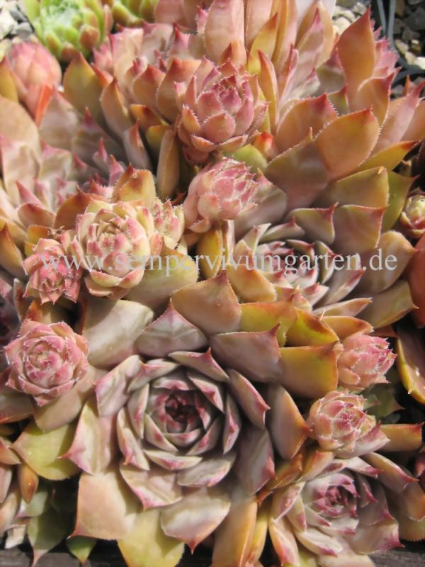 Hortulanus Smit