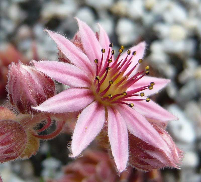 Haullauer's Seedling