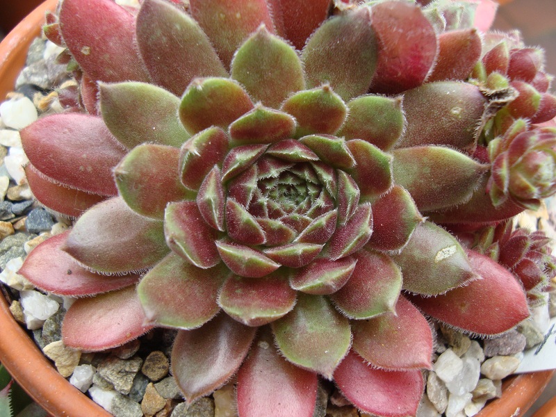 Niphetos