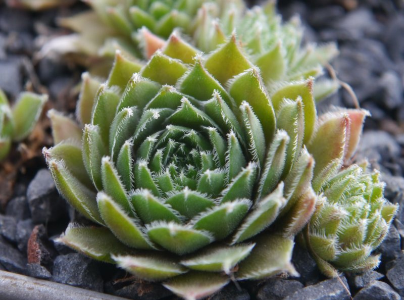 Obaldina