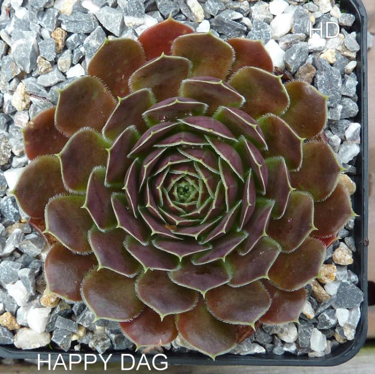 Happy Dag / Jovi