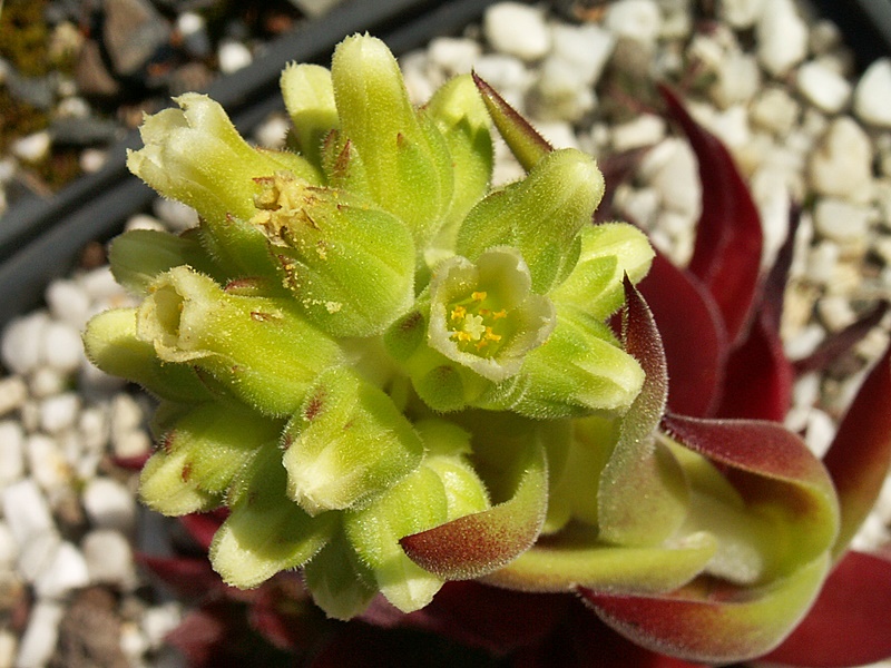 Hortensia / Jovi