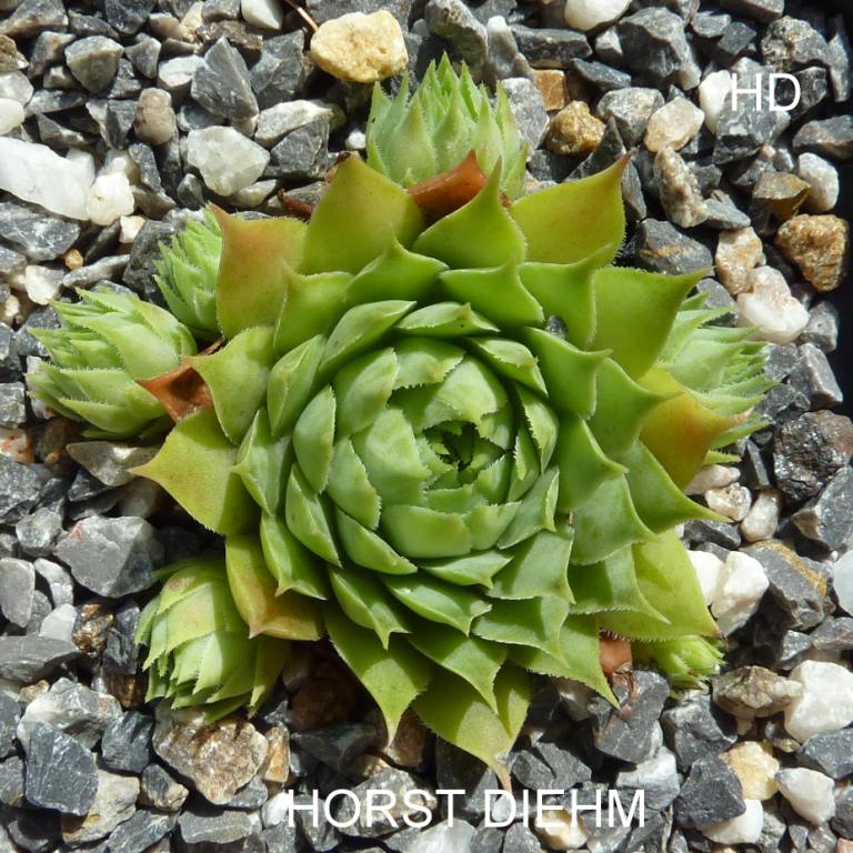 Horst