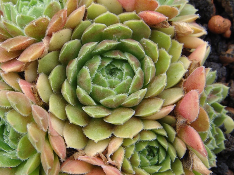 Niphetos