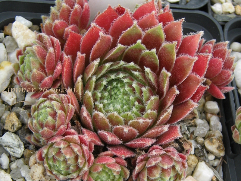 Nanja