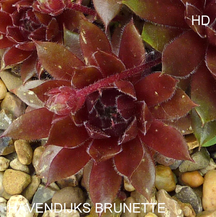 Havendijks Brunette