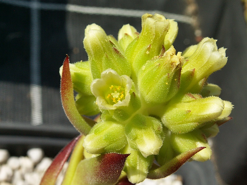 Hortensia / Jovi