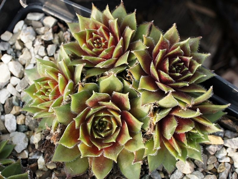 Obaldina