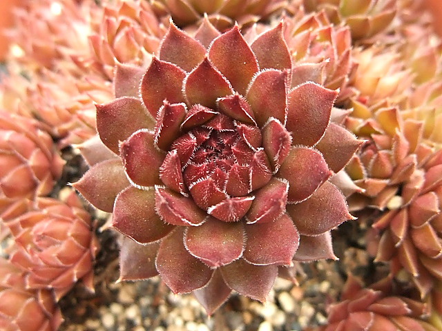 Nouveau Pastel