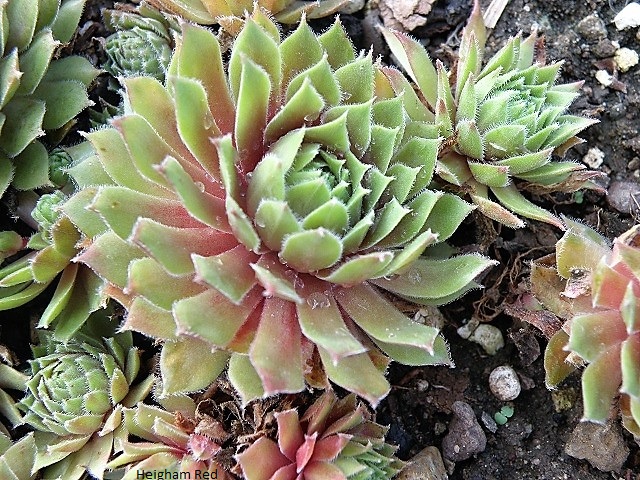 Heike