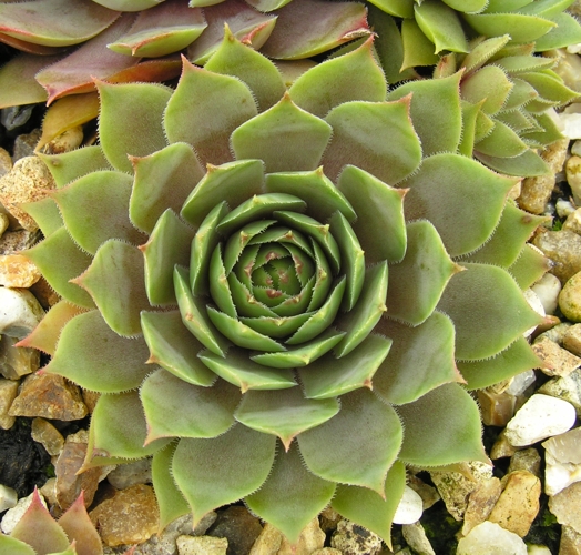 Navajo