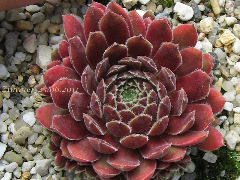 Niphetos