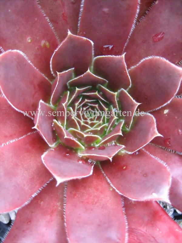 Hortensia / Jovi