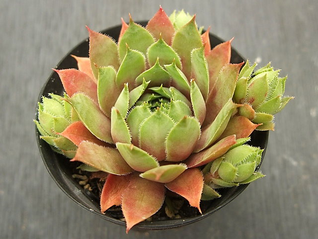Norbert