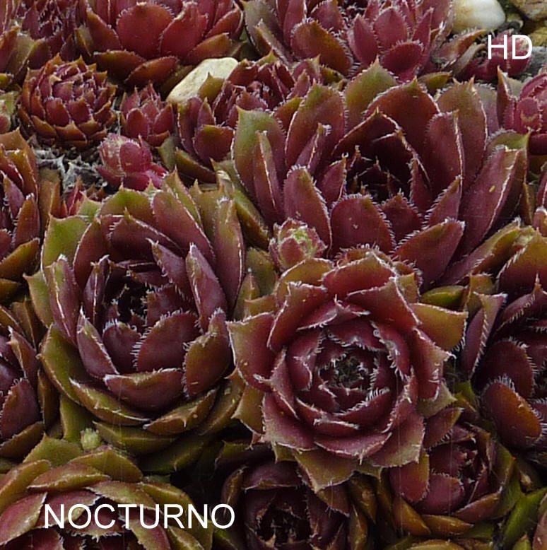 Nocturno