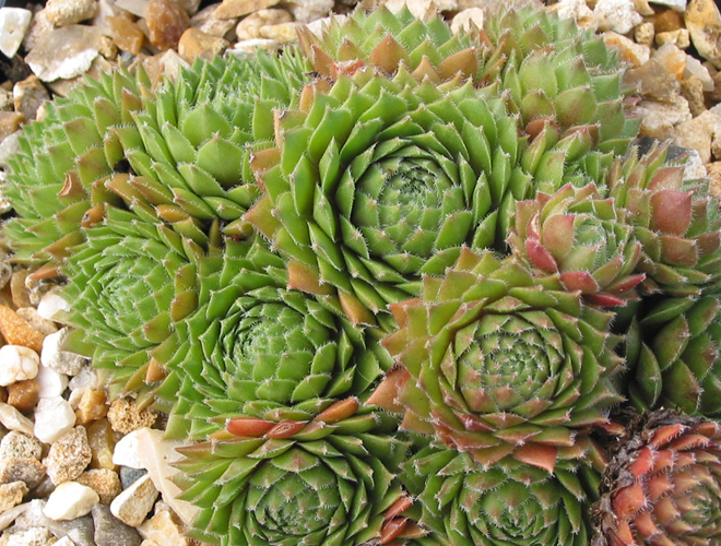 Heigham Red