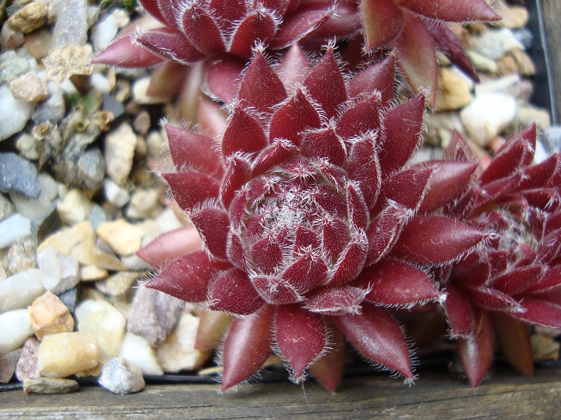 Havendijks Crimson