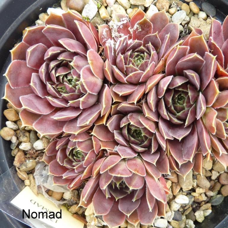 Nomad / Jovi
