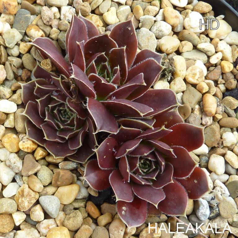 Haleakala / Jovi