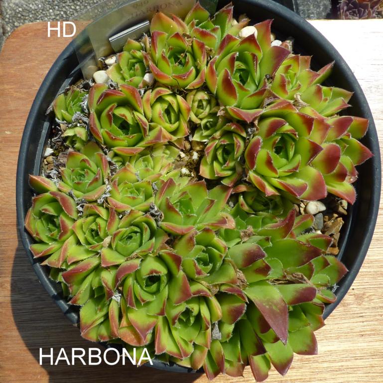 Harbona / Jovi